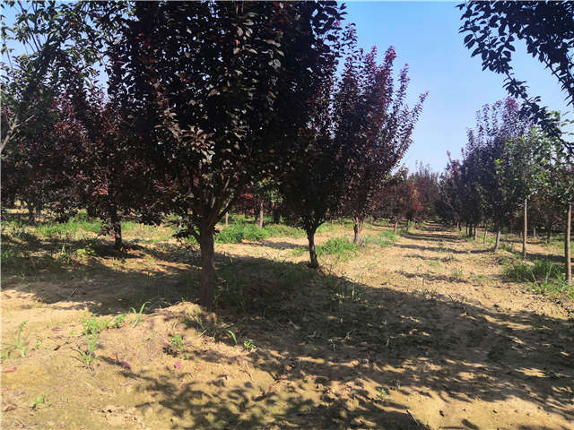 沭阳长景园林太阳李种植基地实拍图片 沭阳长景园林太阳李种植基地实拍图片
