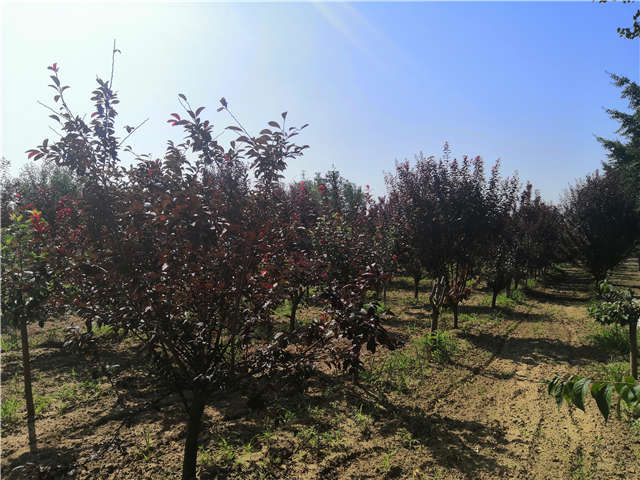 沭阳长景园林太阳李种植基地实拍图片 沭阳长景园林太阳李种植基地实拍图片