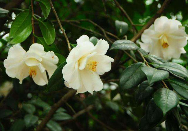 白山茶
