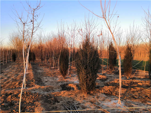 沭阳长景园林北京桧种植基地实拍图片