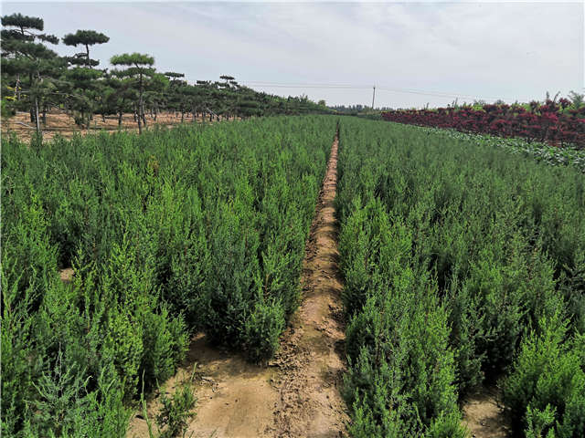 沭阳长景园林北京桧种植基地实拍图片