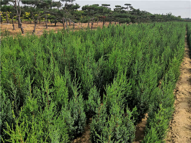 沭阳长景园林北京桧种植基地实拍图片
