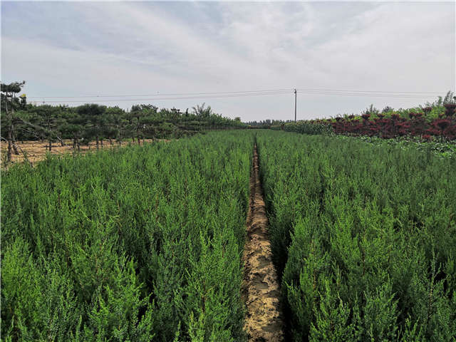 沭阳长景园林北京桧种植基地实拍图片
