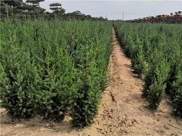 沭阳长景园林北京桧种植基地实拍图片