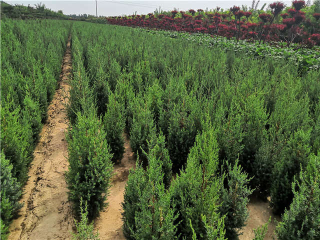 沭阳长景园林北京桧种植基地实拍图片