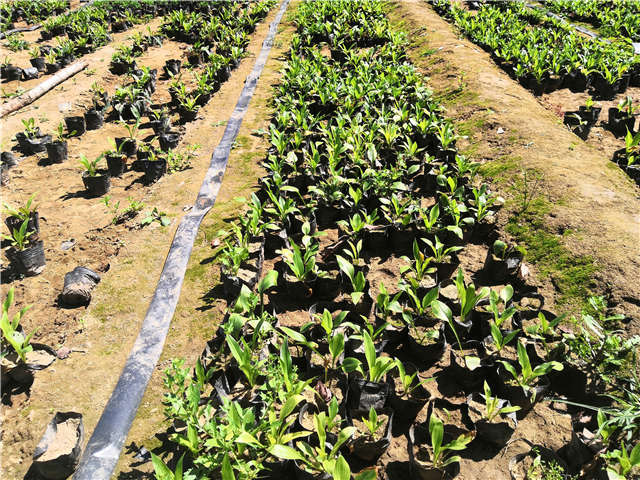 沭阳长景园林玉簪种植基地实拍图片 沭阳长景园林玉簪种植基地实拍图片