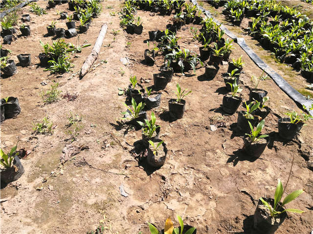 沭阳长景园林玉簪种植基地实拍图片 沭阳长景园林玉簪种植基地实拍图片