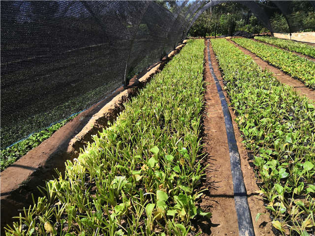 沭阳长景园林玉簪种植基地实拍图片 沭阳长景园林玉簪种植基地实拍图片