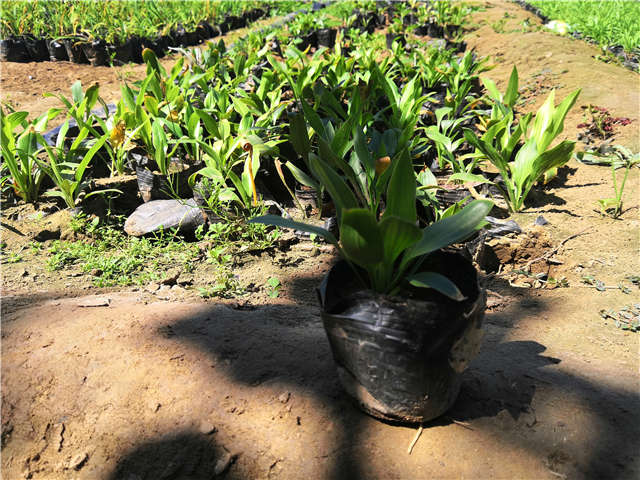 沭阳长景园林玉簪种植基地实拍图片 沭阳长景园林玉簪种植基地实拍图片