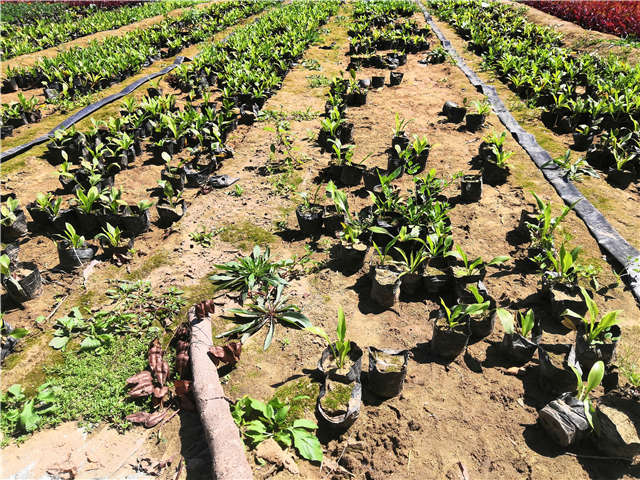沭阳长景园林玉簪种植基地实拍图片 沭阳长景园林玉簪种植基地实拍图片