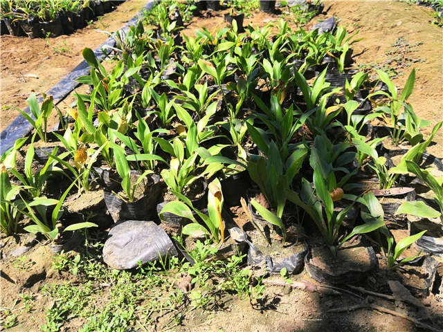 沭阳长景园林玉簪种植基地实拍图片 沭阳长景园林玉簪种植基地实拍图片