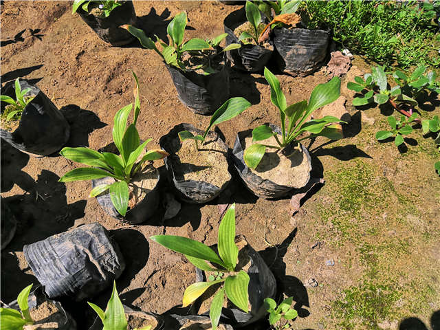 沭阳长景园林玉簪种植基地实拍图片 沭阳长景园林玉簪种植基地实拍图片