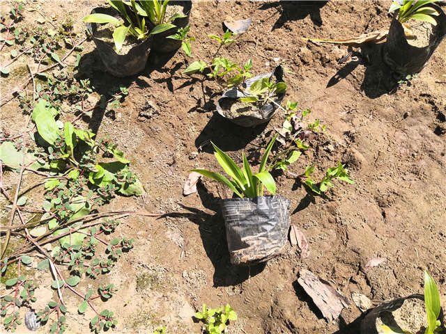 沭阳长景园林玉簪种植基地实拍图片 沭阳长景园林玉簪种植基地实拍图片