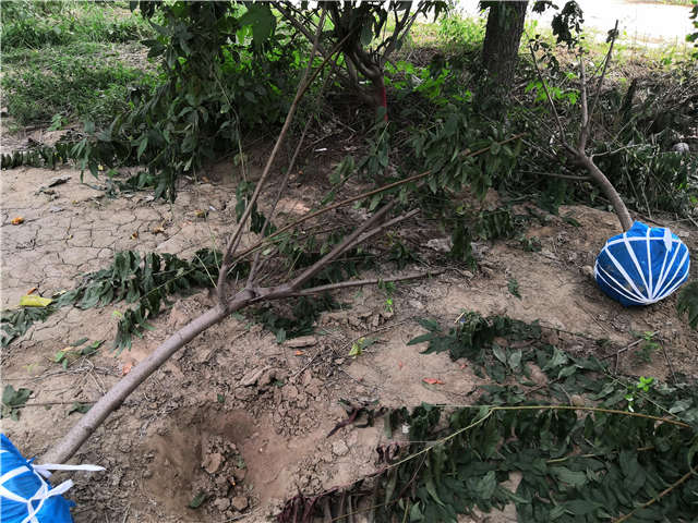 沭阳长景园林毛桃种植基地实拍图片