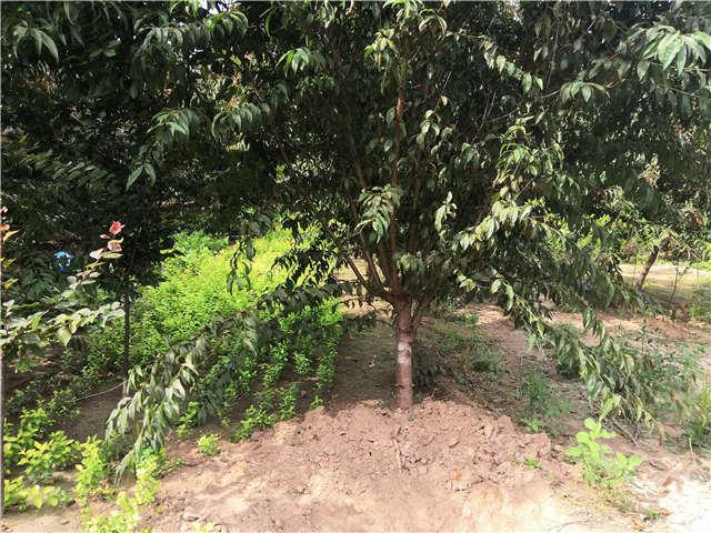 沭阳长景园林毛桃种植基地实拍图片