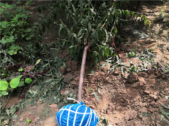 沭阳长景园林毛桃种植基地实拍图片