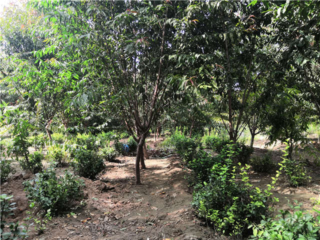 沭阳长景园林毛桃种植基地实拍图片