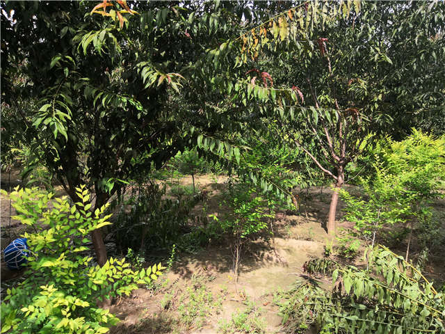 沭阳长景园林毛桃种植基地实拍图片