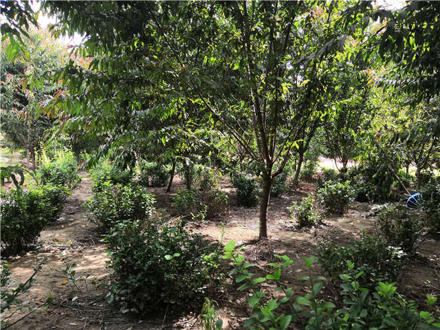 沭阳长景园林毛桃种植基地实拍图片