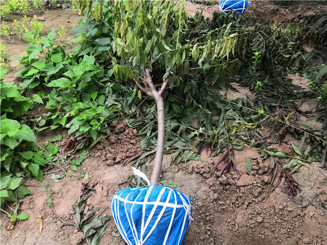 沭阳长景园林毛桃种植基地实拍图片