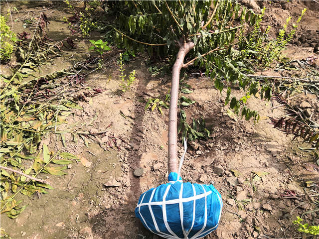 沭阳长景园林毛桃种植基地实拍图片
