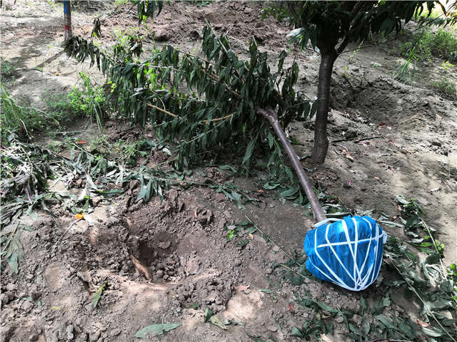 沭阳长景园林毛桃种植基地实拍图片