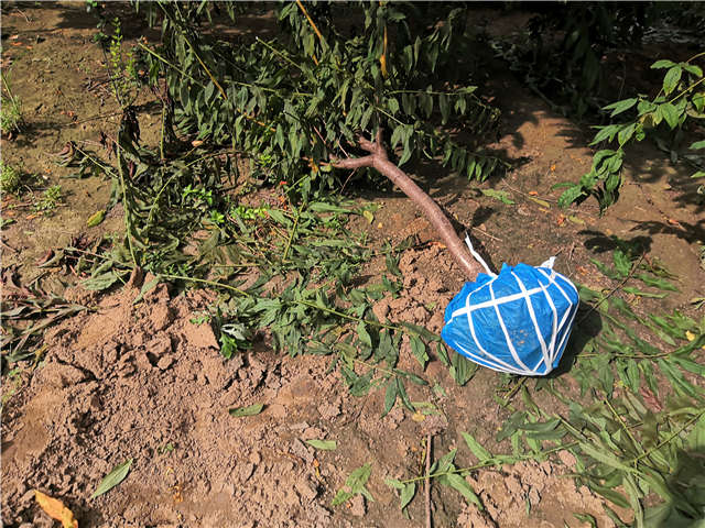 沭阳长景园林毛桃种植基地实拍图片
