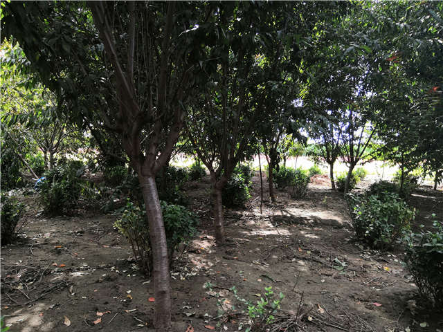 沭阳长景园林毛桃种植基地实拍图片