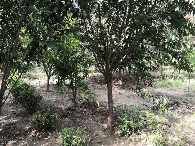 沭阳长景园林毛桃种植基地实拍图片