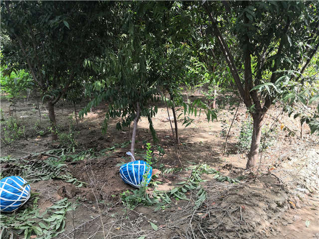 沭阳长景园林毛桃种植基地实拍图片