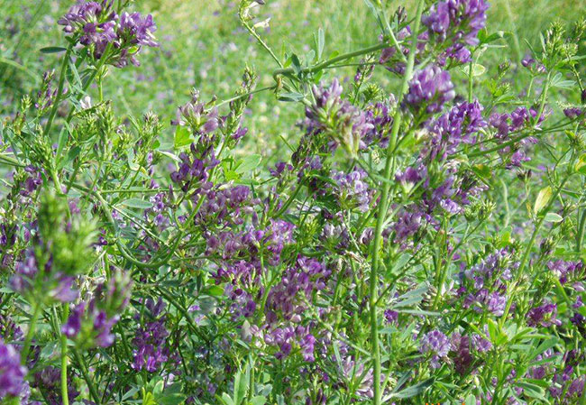 紫叶苜蓿种植前景如何?紫叶苜蓿草亩产量高不高?