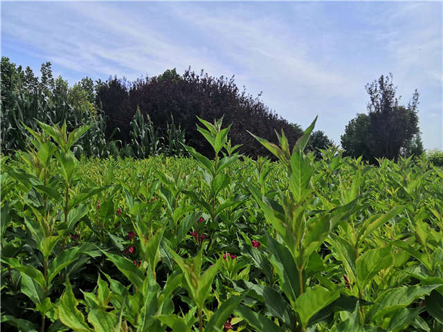 沭阳长景园林红王子锦带种植基地实拍图片