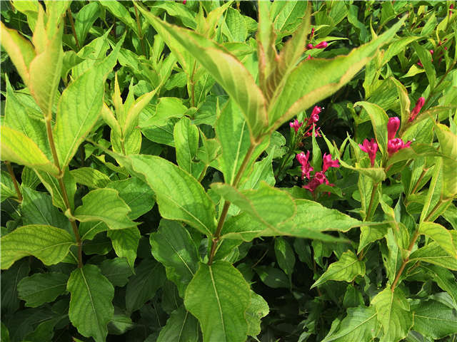 沭阳长景园林红王子锦带种植基地实拍图片