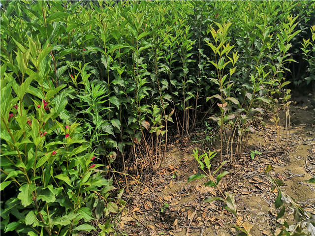 沭阳长景园林红王子锦带种植基地实拍图片