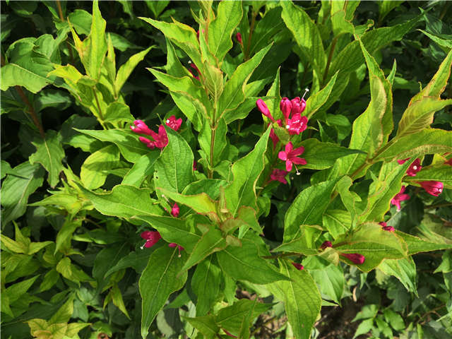 沭阳长景园林红王子锦带种植基地实拍图片