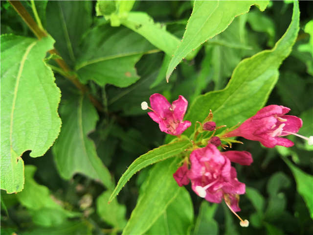 沭阳长景园林红王子锦带种植基地实拍图片