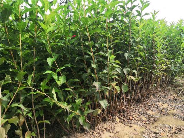 沭阳长景园林红王子锦带种植基地实拍图片