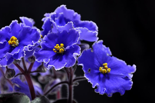 世界十大爱情花语