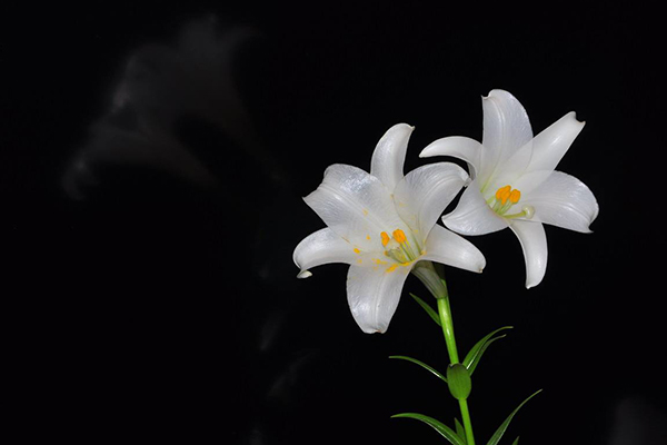 世界十大爱情花语