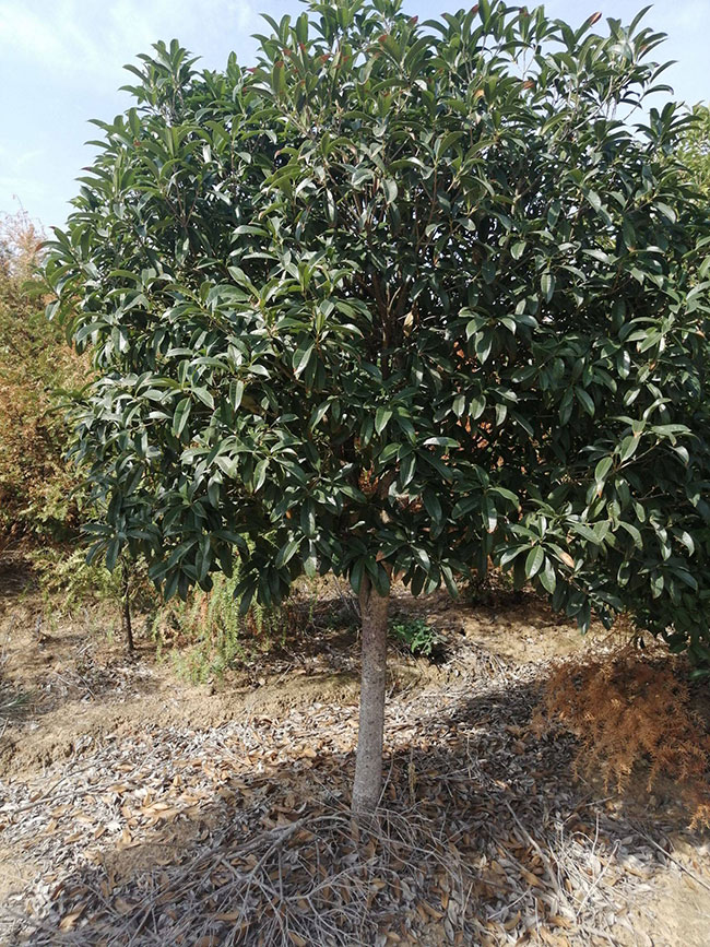 金桂价格多少钱一棵?金桂的种植方法 金桂价格多少钱一棵?金桂的种植方法