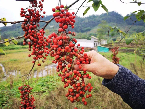 毛叶山桐子 毛叶山桐子