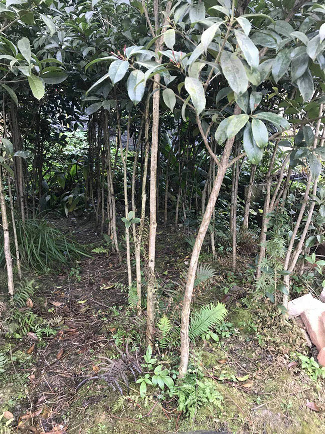 金桂树苗价格行情, 金桂树苗价格行情,