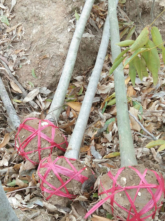 无患子树苗 无患子树苗