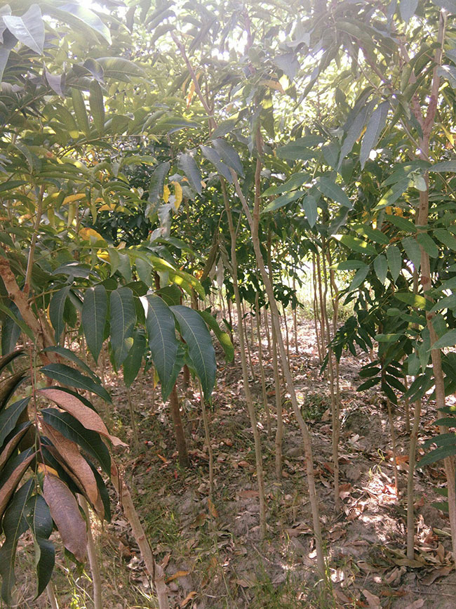 无患子树苗 无患子树苗