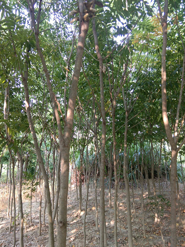 无患子树苗 无患子树苗
