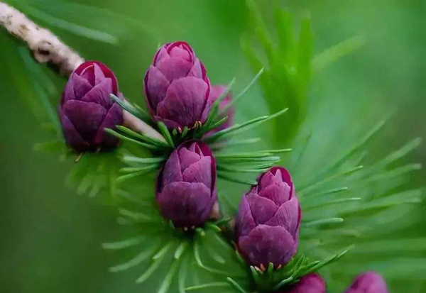 松树花
