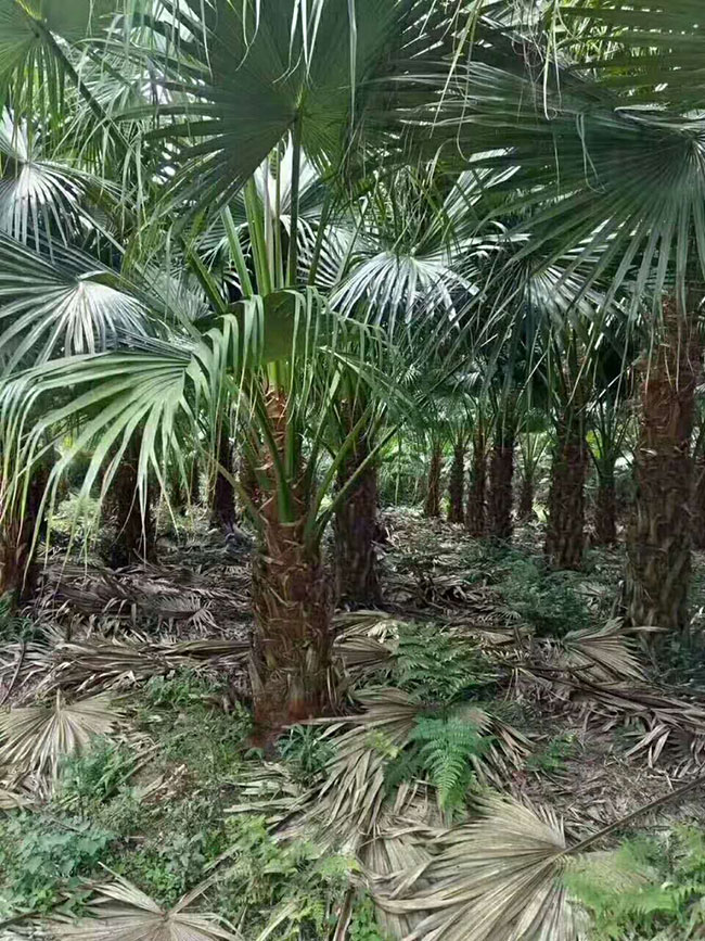 蒲葵树风水图片