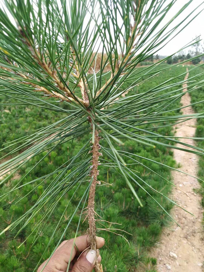 松树 松树