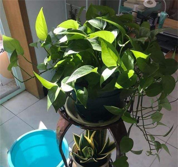 绿萝 绿萝