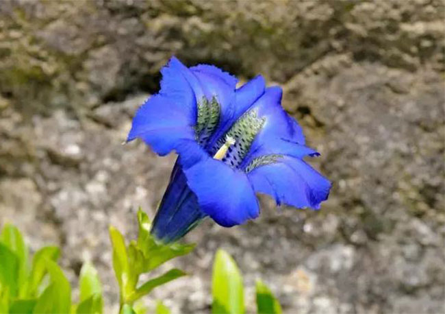 龙胆花的花语是什么?龙胆花的寓意和象征 龙胆花的花语是什么?龙胆花的寓意和象征